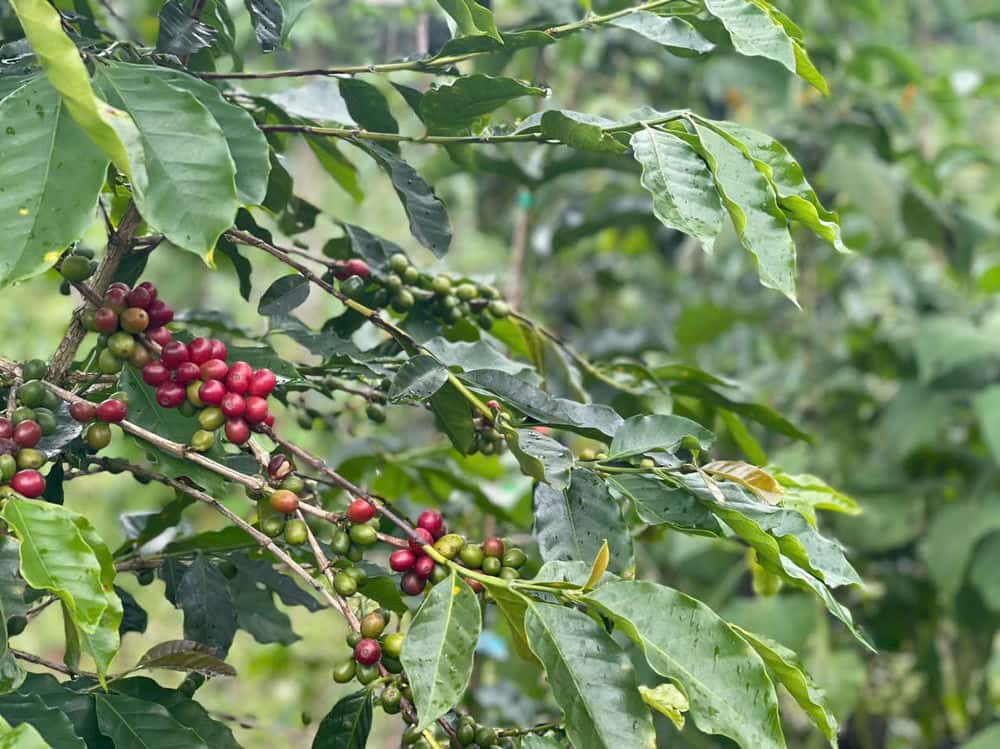 Small-scale sweet coffee is currently highly valuable in the market. Photo: Thanh Tuan