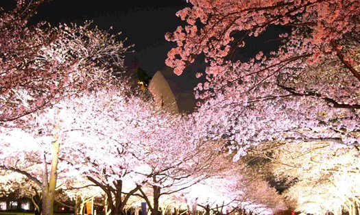 Công viên Kỷ niệm Expo'70 rực rỡ về đêm với sắc hoa anh đào mùa xuân. Ảnh: Chính quyền tỉnh Osaka