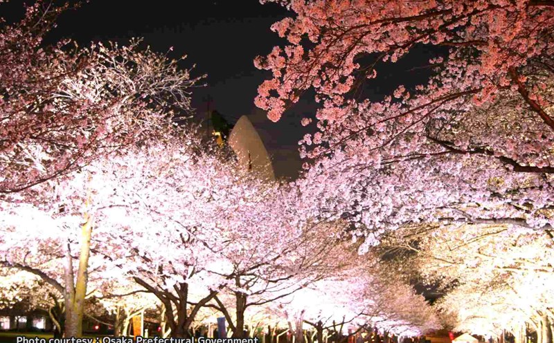 Expo'70 Memorial Park is brilliant at night with spring cherry blossoms. Photo: Osaka Provincial Government