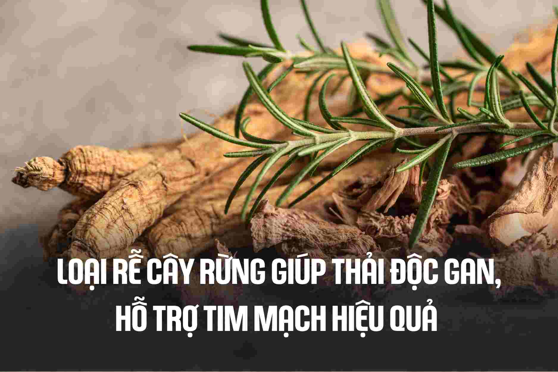 Wild tree roots help detoxify the liver, effectively support cardiovascular disease