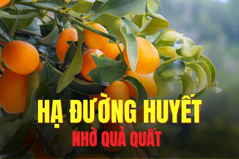 kumquat is a familiar fruit that can effectively support lowering blood sugar. Graphics: Tra My
