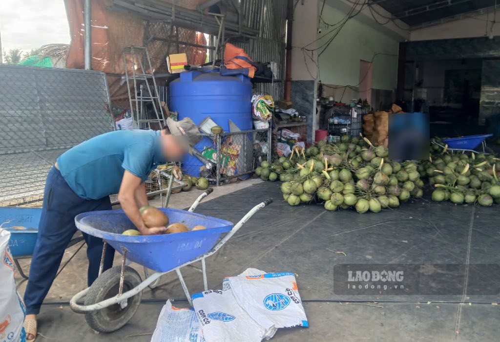 Mot vua thu mua dua o tren dia ban tinh Ben Tre. Anh: Thanh Nhan