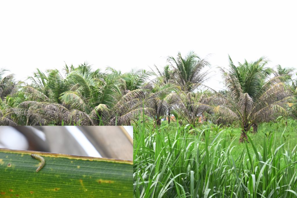 Coconut farmers in Ben Tre are struggling because black-headed caterpillars are destroying their coconut gardens. Photo: Thanh Nhan