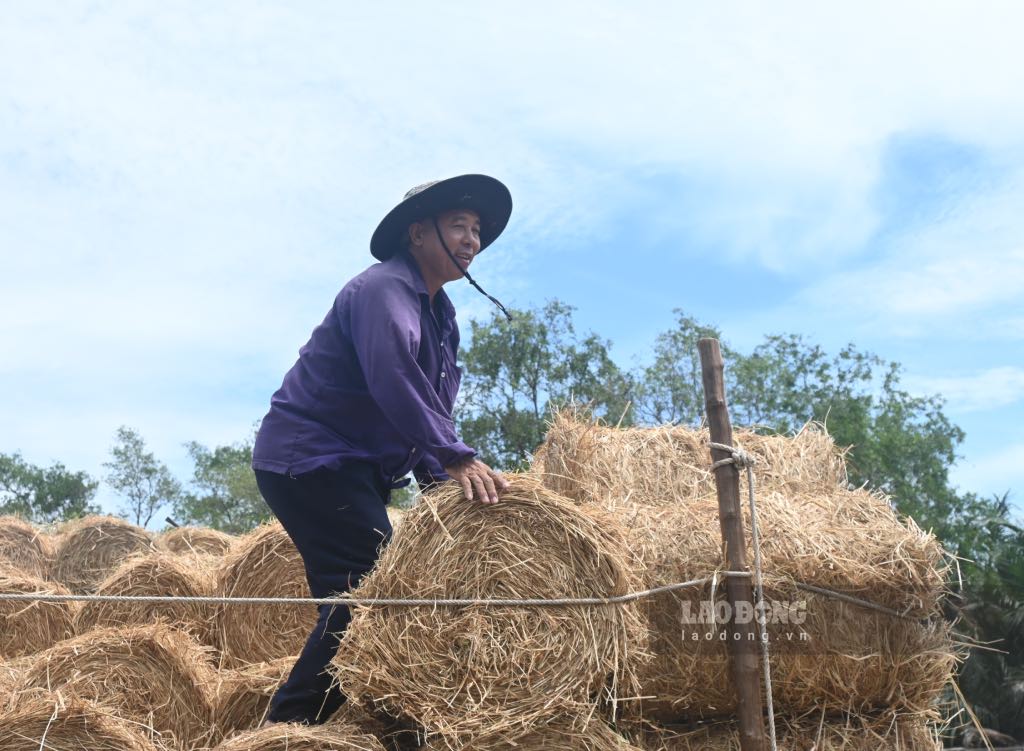 Xuat phat tu nhu cau chan nuoi bo cua nguoi dan Ba Tri, khi nguon rom tai dia phuong khong dap ung du, cac thuong lai phai van chuyen rom tu An Giang, Dong Thap bang tau, ghe den day de buon ban. Tu do, cho rom Ba Tri da hinh thanh. Anh: Thanh Nhan