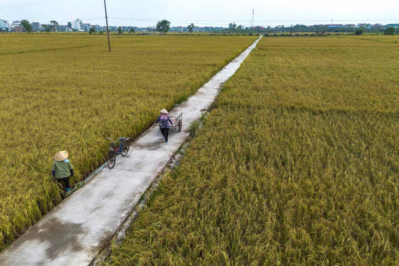 Hai Duong supports agricultural production in damaged areas. Photo: Mai Huong