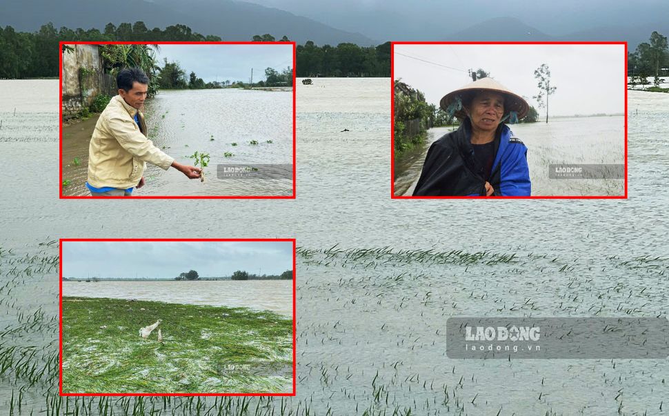 Heavy rain lasting for many days caused thousands of hectares of crops of Phu Yen people to be flooded. Photo: Hoai Luan