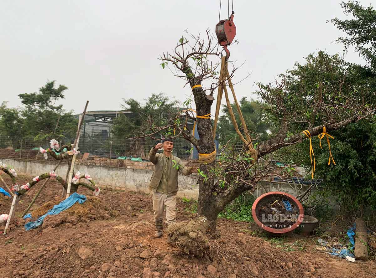 Many large peach trees are transported by people using cranes to easily replant. Photo: Luong Ha