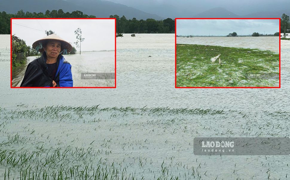 Heavy rain lasting for many days caused thousands of hectares of crops of Phu Yen people to be flooded and severely damaged. Photo: Hoai Luan