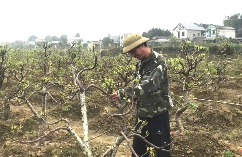 Nhieu nam lam vien chuc nha nuoc, ong Dung chuyen sang lam chu trang trai, trong trot, chan nuoi va co thu nhap on dinh. Anh: Nhan vat cung cap