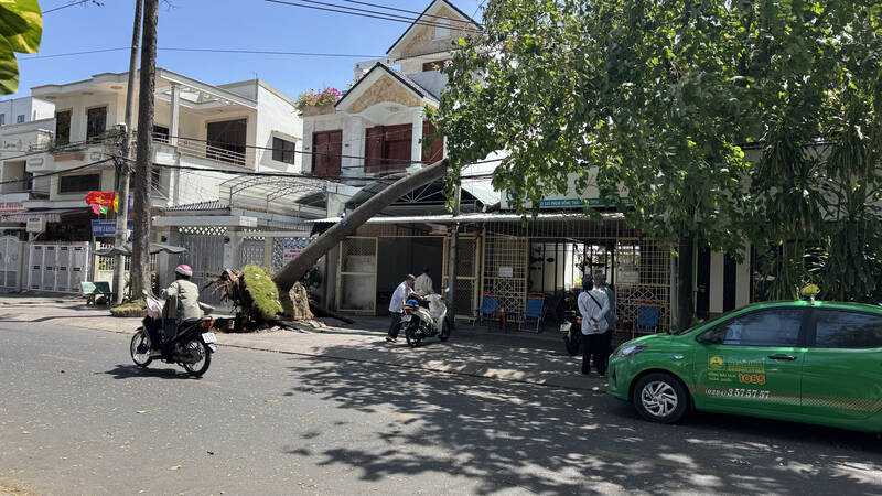 At around 2:00 p.m., a tree on Pham Hong Thai Street, Ward 3, Tra Vinh City fell. Photo: Hoang Loc