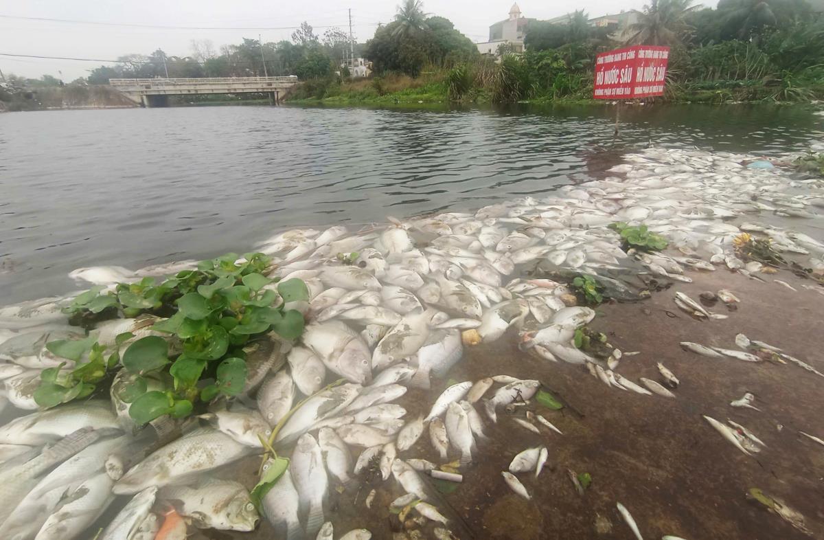 Hien truong ca chet hang loat tren suoi Co Dam (o thi xa Bim Son, tinh Thanh Hoa). Anh: Minh Hoang