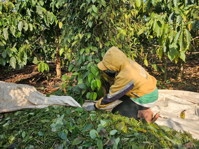 Rising pepper prices bring good income to farmers. Photo: Thanh Quynh