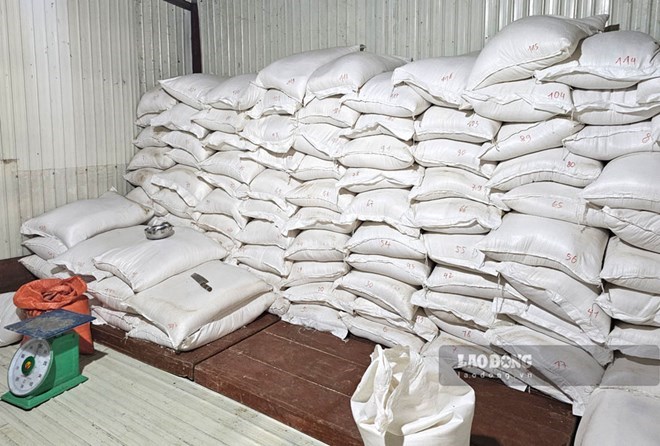 After receiving the rice, the rice will be distributed to support Lao Cai students. Photo: Dinh Dai