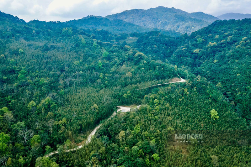 Voi vung tre, truc, vau nguyen lieu rong lon nha may duoc ky vong se la dau ra lau dai. Anh: Tan Van.