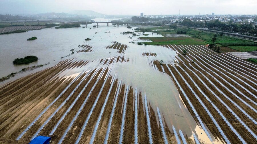 Having just planted but encountered heavy unseasonal rain, many watermelon growing areas in the alluvial plains along the Tra Khuc river, Quang Ngai province were flooded, causing heavy losses to melon growers. Photo: Vien Nguyen.