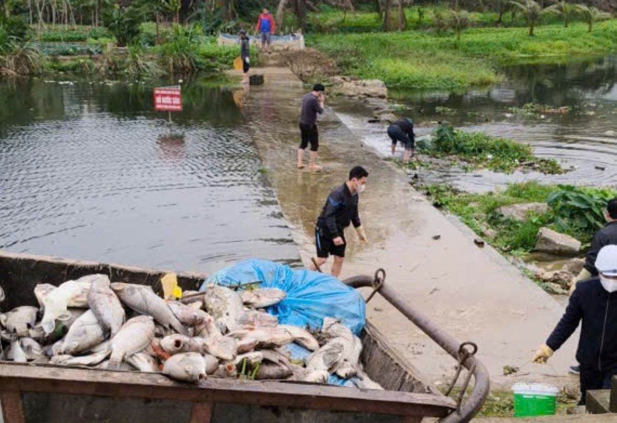 Luc luong chuc nang tien hanh thu gom, mang di tieu huy so ca chet tren suoi Co Dam. Anh: Minh Hoang