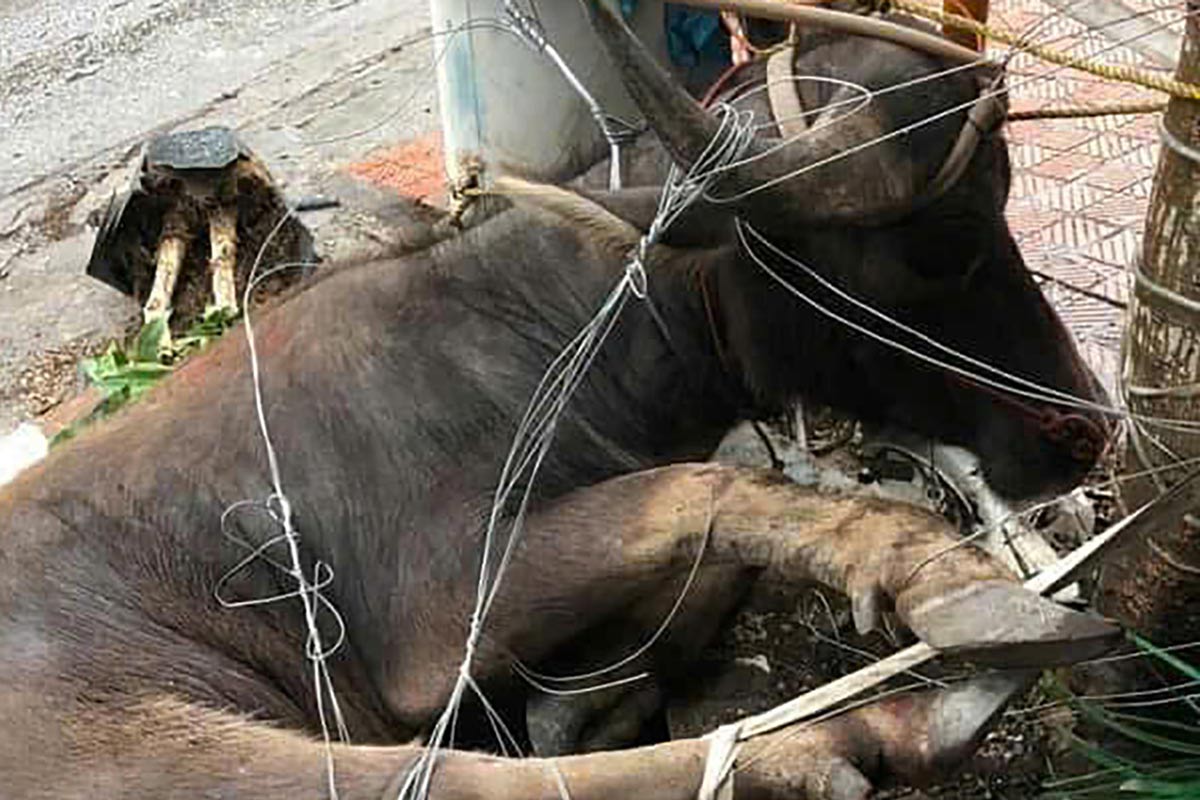 The buffalo was caught by people after being hooked by students in Ha Khau ward, Ha Long city, Quang Ninh province. Photo: Dieu Hoang