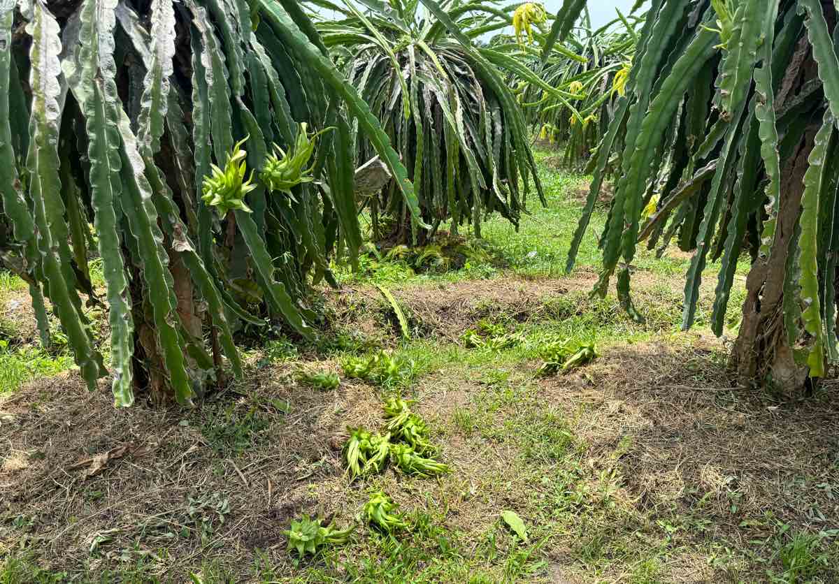 Young dragon fruit was picked away and destroyed in the garden. Photo: Duy Tuan