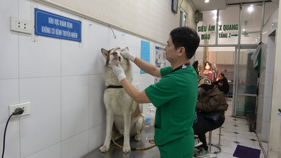 Hanoi records rabies outbreak on dogs, doctors warn of risks