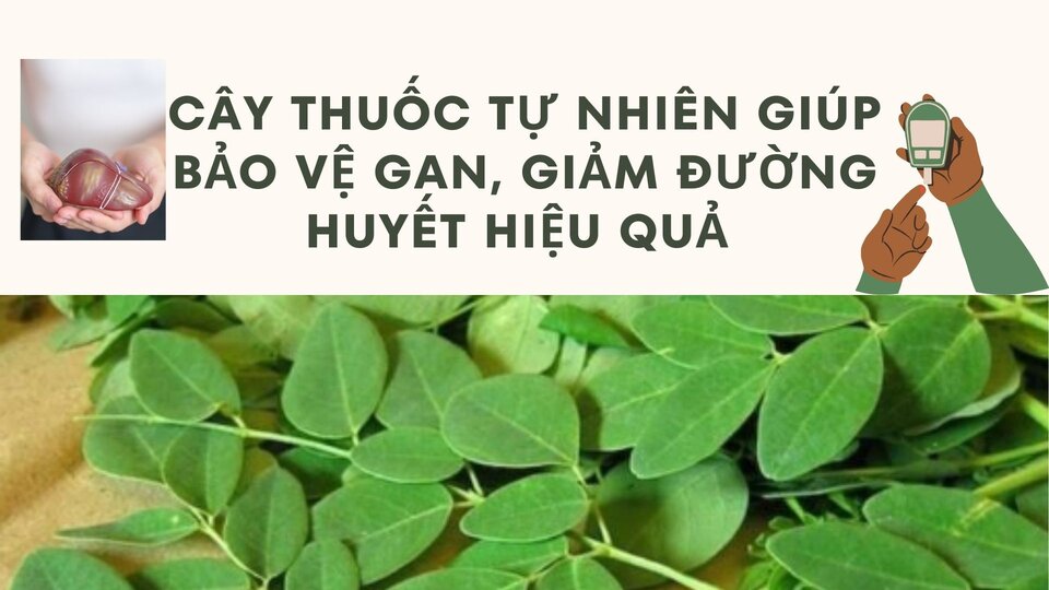 Natural medicines help protect the liver, effectively reduce blood sugar