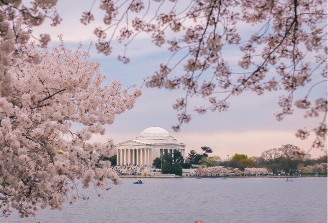 Dai tuong niem Thomas Jefferson noi tieng ben ho Tidal Basin mua hoa anh dao no. Anh: Minh Duc