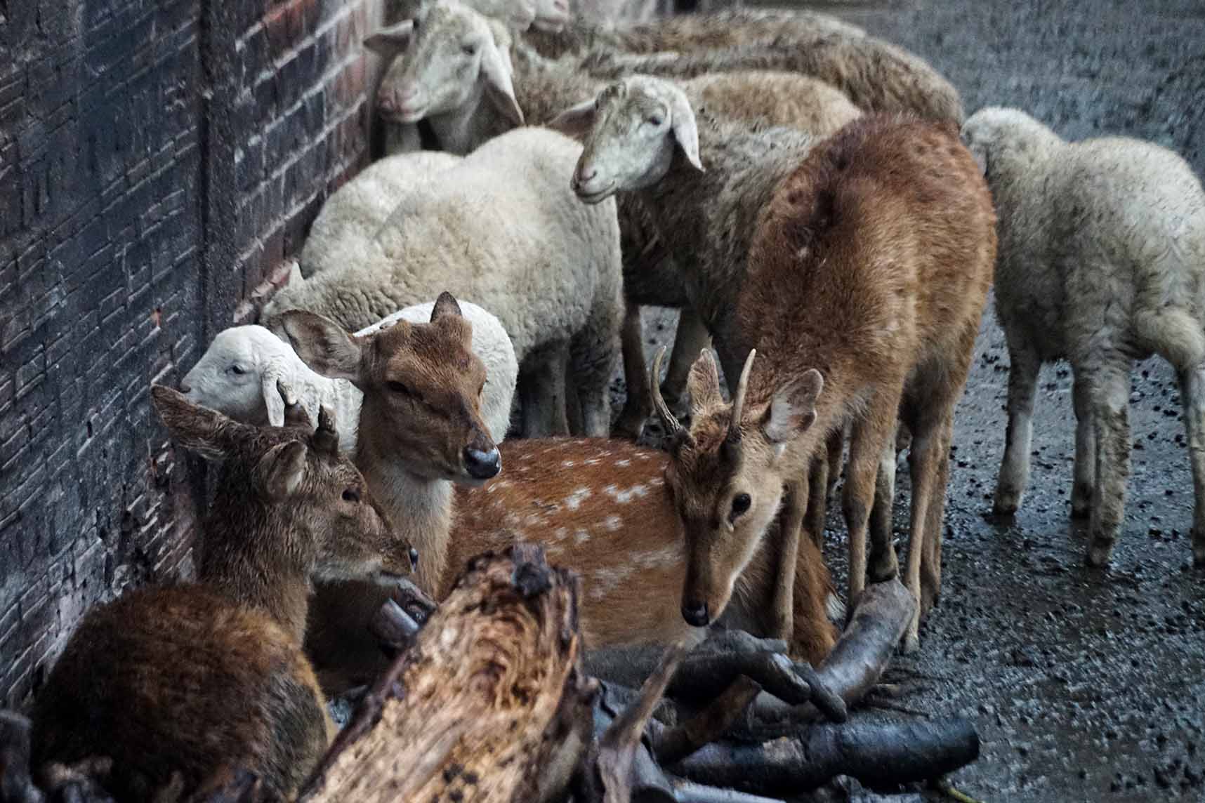 Comparing cold to animals at Hanoi Zoo. Photo: Huu Vu