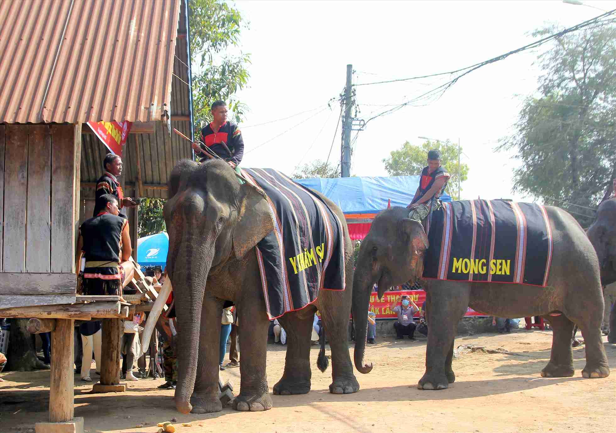 The M' runs in Lak district (Dak Lak province) held a health offering for elephants. Photo: Phan Tuan