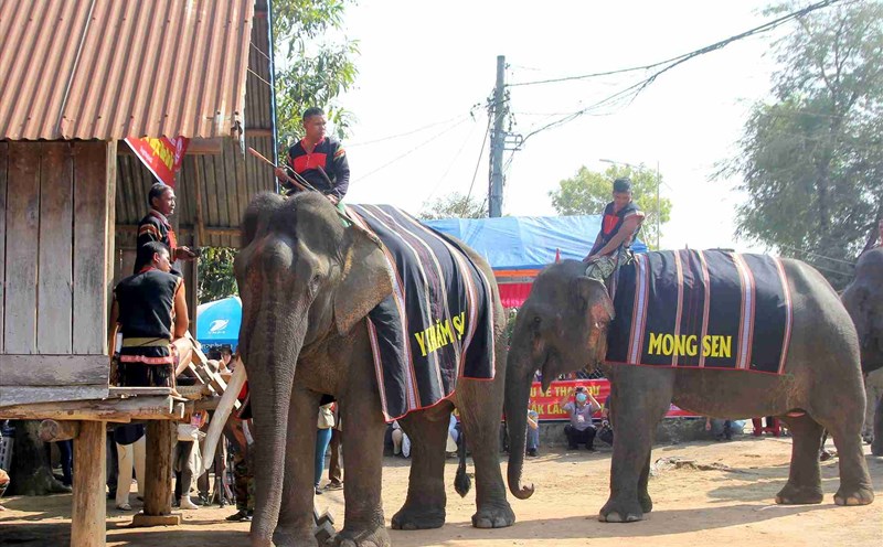 Lễ cúng sức khỏe - Nét văn hóa tôn vinh loài voi ở Đắk Lắk