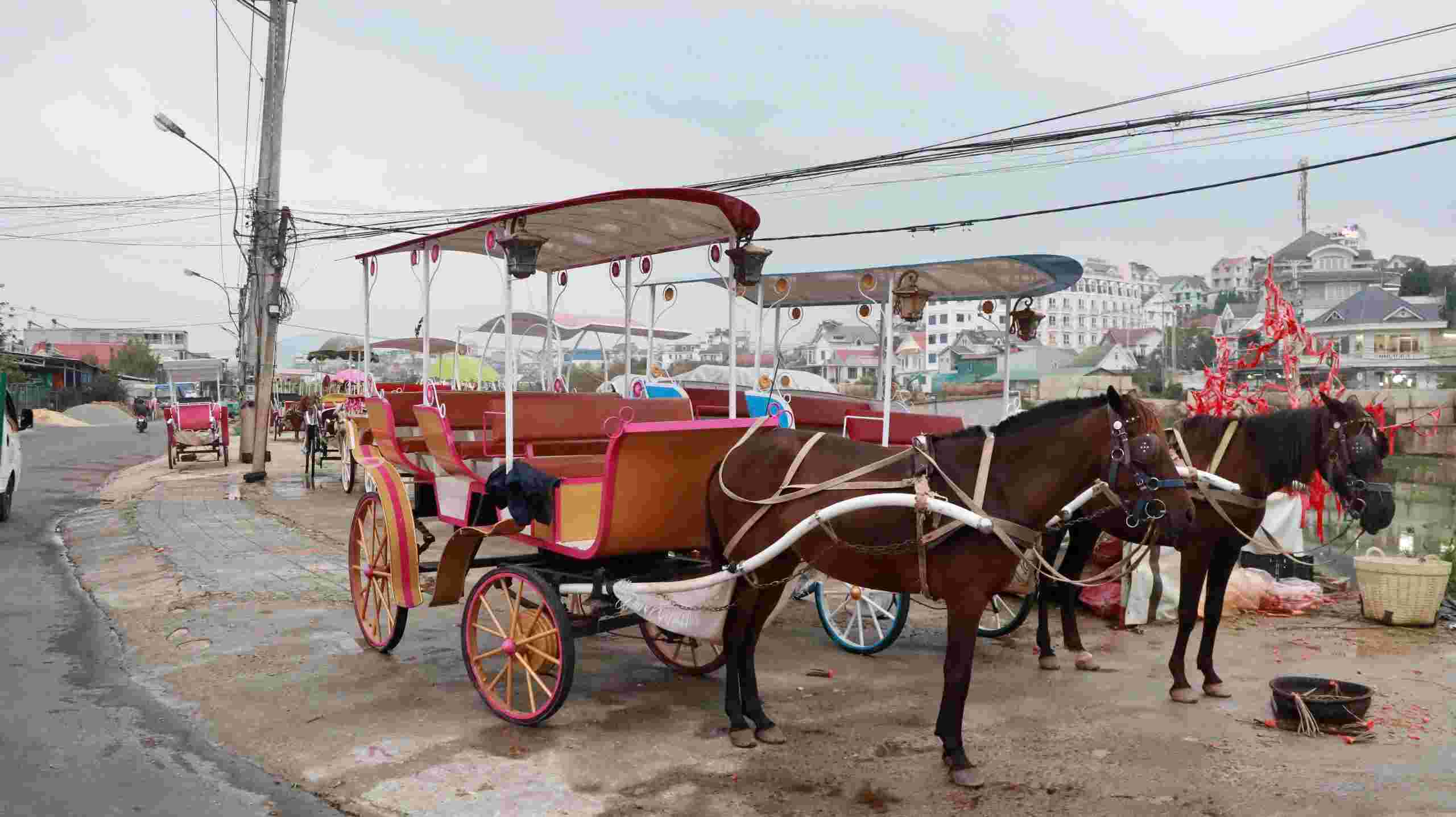 Horses serve tourists in Da Lat. Photo: Lam Hong