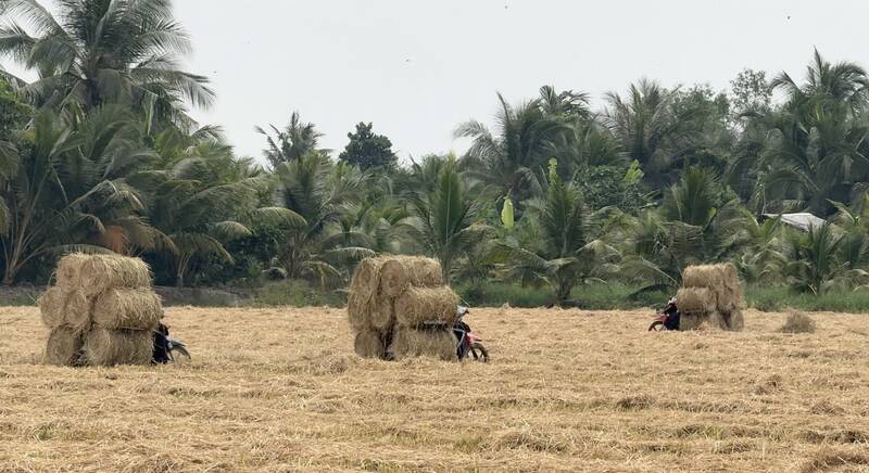 Stable income all year round from straw. Photo: Hoang Loc