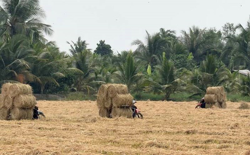 Tìm giải pháp biến rơm rạ từ phế phẩm thành tài nguyên cho ĐBSCL