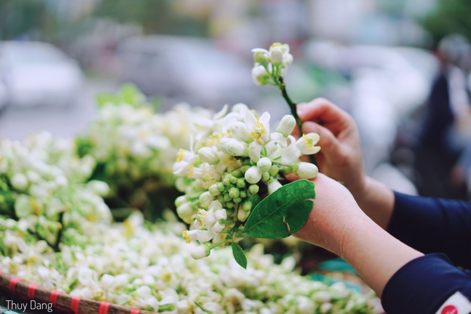 Grapefruit flowers take to the streets. Photo: Thuy Dang