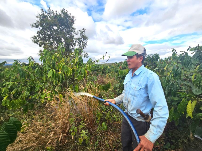 Farmer Doan Van Doai takes care of his coffee garden. Photo: Thanh Quynh