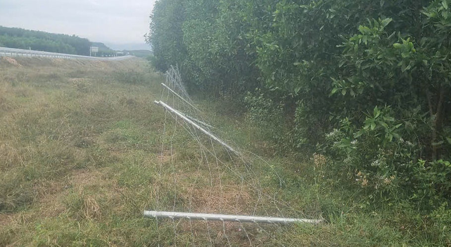 Thieves broke into the fence of the Van Phong - Nha Trang expressway. Photo: Tan Tiem