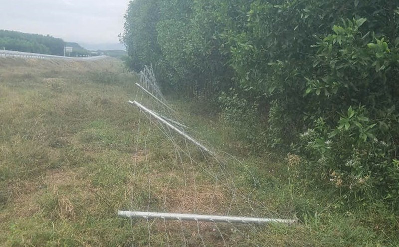 Thieves broke into the fence of the Van Phong - Nha Trang expressway. Photo: Tan Tiem