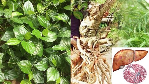 3 cheap medicine but reduce arthritis pain