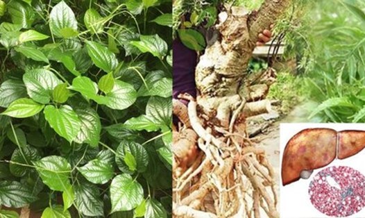 3 cây thuốc giá rẻ nhưng giảm đau viêm khớp