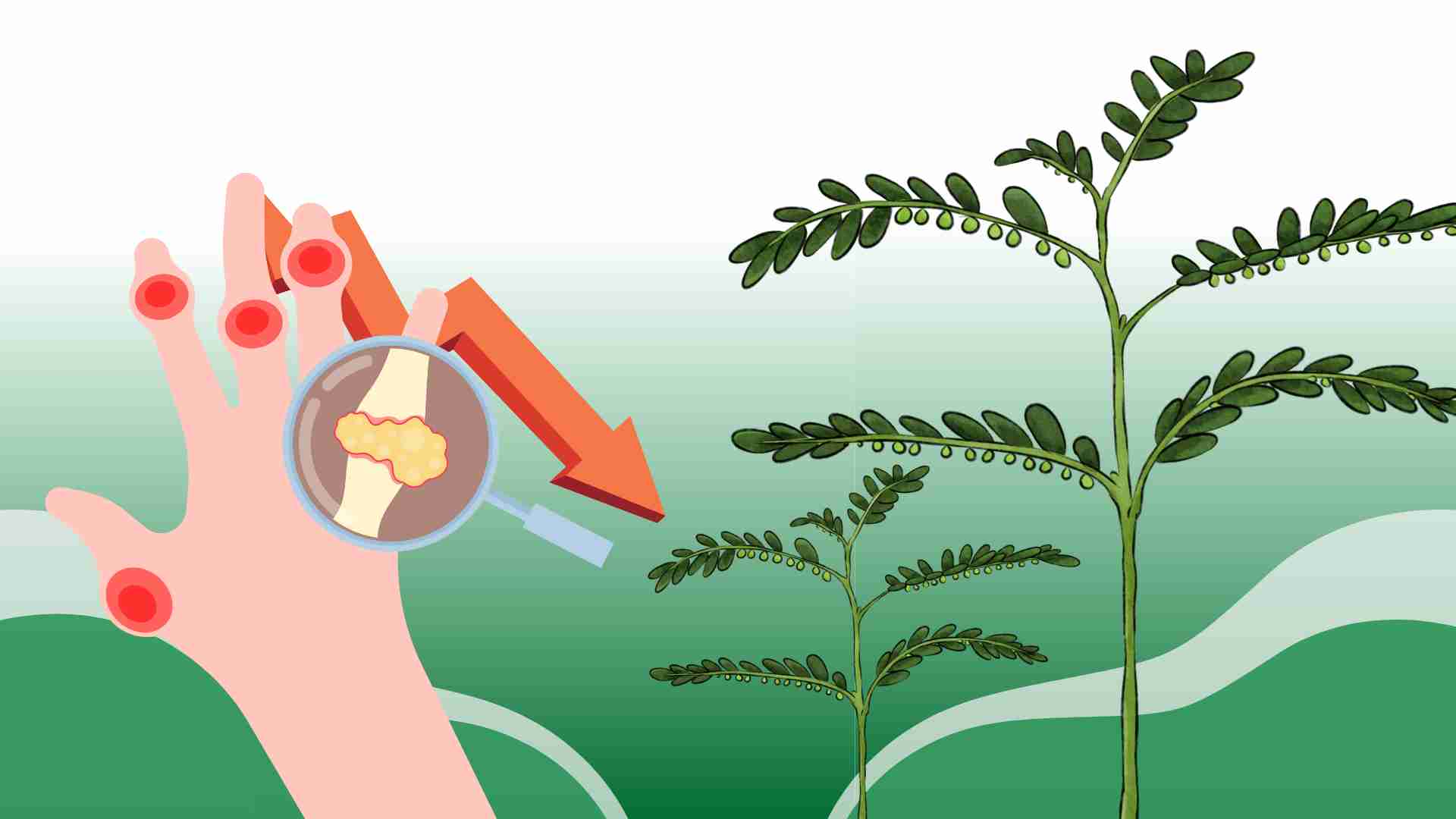 Alopecia areata with a strange name helps eliminate uric acid effectively