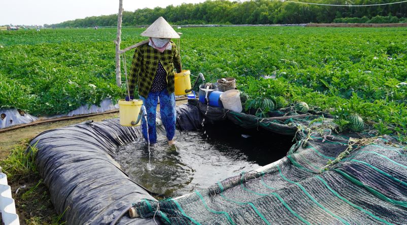Farmers use ponds to store fresh water for use in the dry and saline season