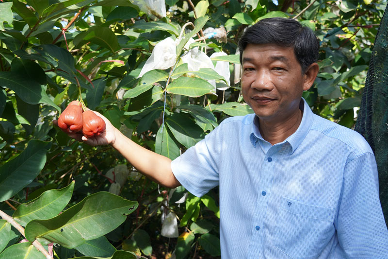 High-tech cooperative and community tourism in My Phuoc, where dozens of hectares of MST pink plum are grown