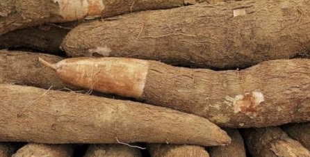Cassava can help reduce visceral fat if combined with dinner properly. Photo: Kieu Vu