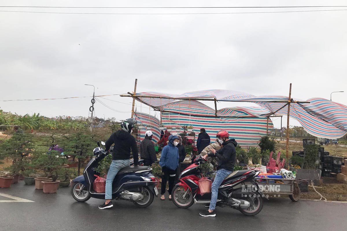 Cac loai hoa cay canh duoc nguoi dan chon mua dan. Anh: Luong Ha