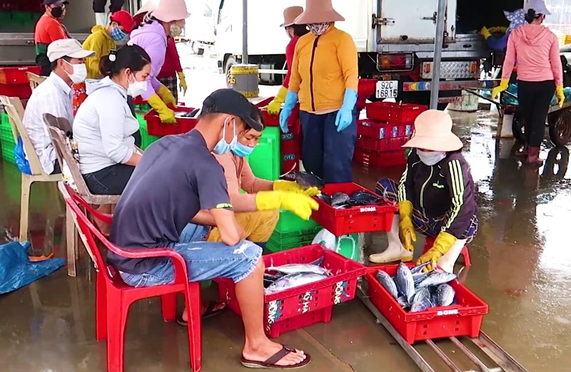 Thuong lai thu mua tan ben cang voi gia cao, giup moi ngu dan thu ve hang chuc trieu dong sau chuyen di bien xuyen Tet. Anh: Nguyen Hoang