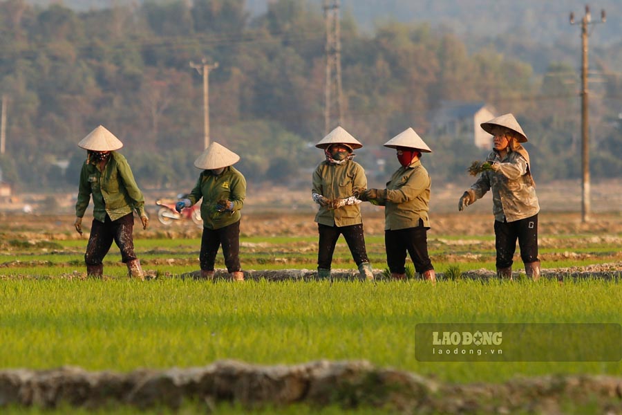 Sau nhung ngay vui xuan don Tet Nguyen dan At Ty 2025, nguoi dan dang khan truong xuong dong cham soc, dam nhung dien tich lua tren canh dong Muong Thanh (tinh Dien Bien) vua lua lon nhat vung Tay Bac.