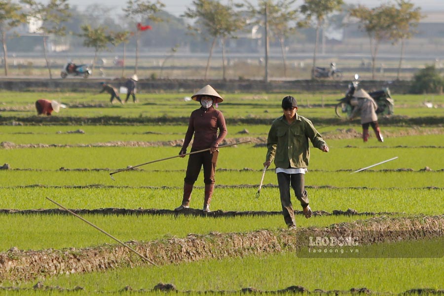 Moi do xuan ve, canh dong lai khoac len minh mot mau xanh mon mon, hua hen mot mua vang boi thu.