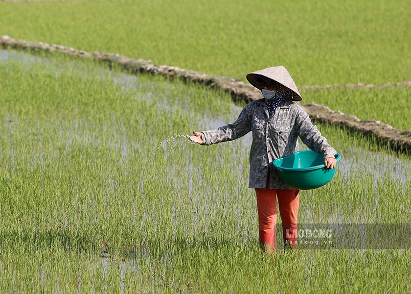 Canh dong Muong Thanh, voi dien tich tren 140km2, duoc menh danh la “vua lua lon nhat Tay Bac. Day cung la 1 dia danh noi tieng gan voi lich su va truyen thuyet tu thuo khai thien, lap dia cua dong bao dan toc Thai. 