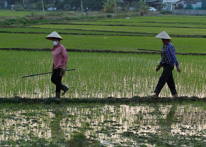 Khi anh hoang hon buong xuong, nhung nguoi nong dan tren canh dong Muong Thanh tro ve nha sau mot ngay lao dong vat va. 