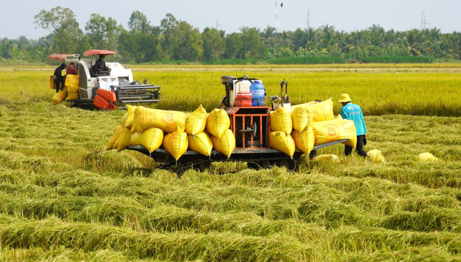 Rice prices have increased compared to before Tet but farmers still do not have high profits.