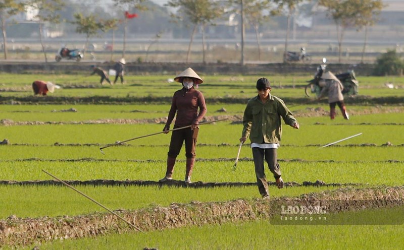 Spring day on Muong Thanh field. Photo: Quang Dat.
