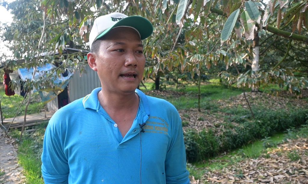 Mr. Pham Ngoc Dien said that the leaf blight disease on durian trees has caused this year's harvest yield to decrease. Photo: Thanh Nhan